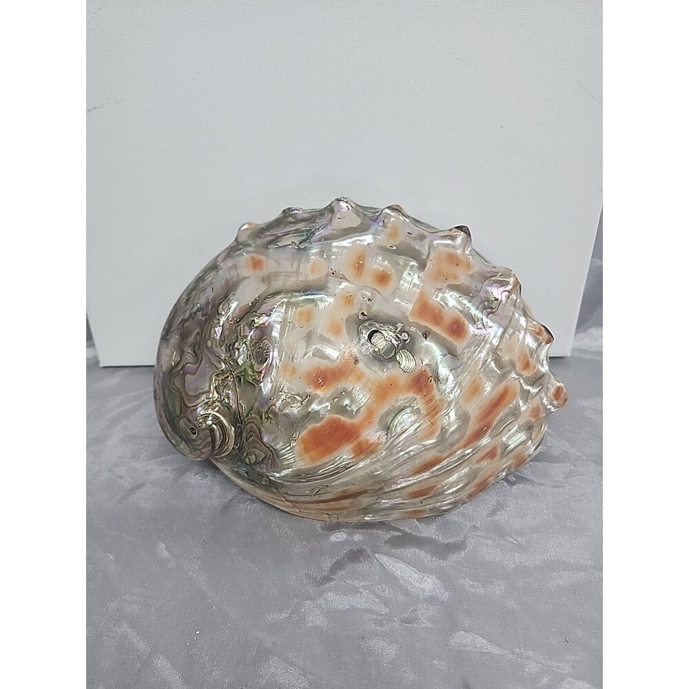 Large  Red  Abalone polished outer Shell exposing mother of pearl  8.5" X 6.5"